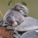 Koala Profile Picture