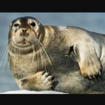 iseau Profile Picture