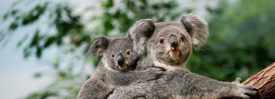 Koala Cover Image